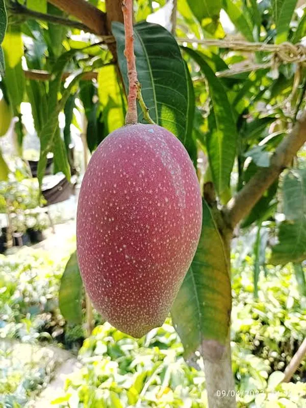 Sweet_Thai_King_Of_Chakapat_Grafted_Mango_Plant