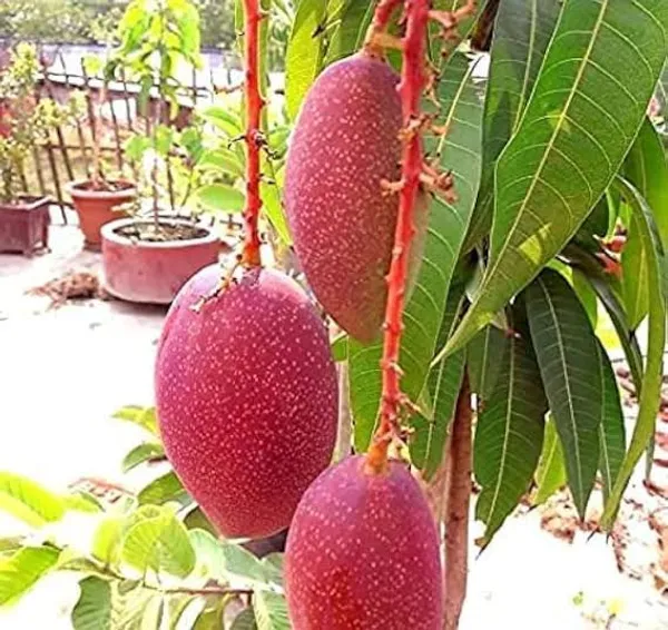 Sweet_Thai_King_Of_Chakapat_Grafted_Mango_Plant