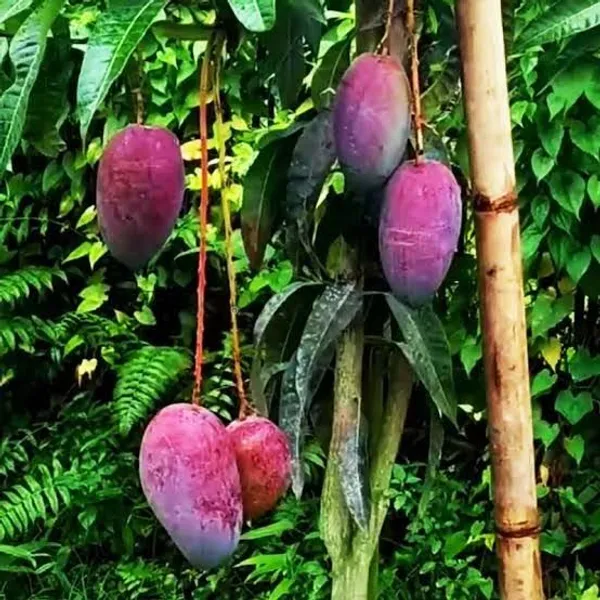Sweet_Thai_King_Of_Chakapat_Grafted_Mango_Plant