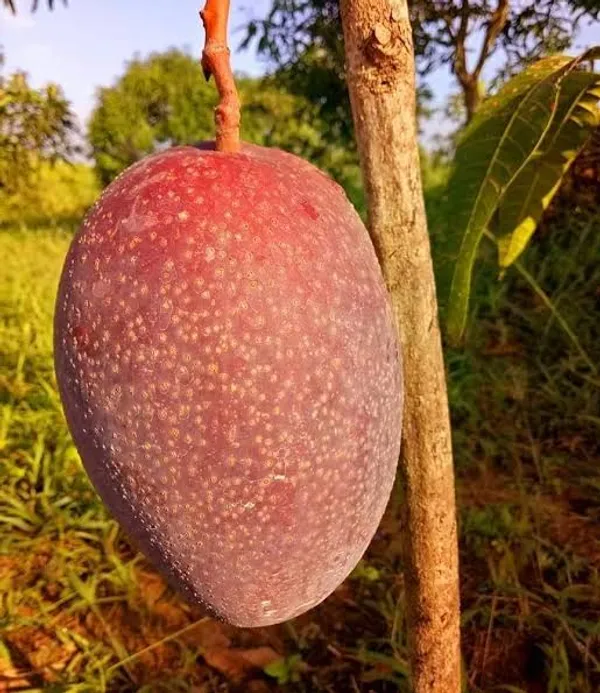 Sweet_Thai_King_Of_Chakapat_Grafted_Mango_Plant