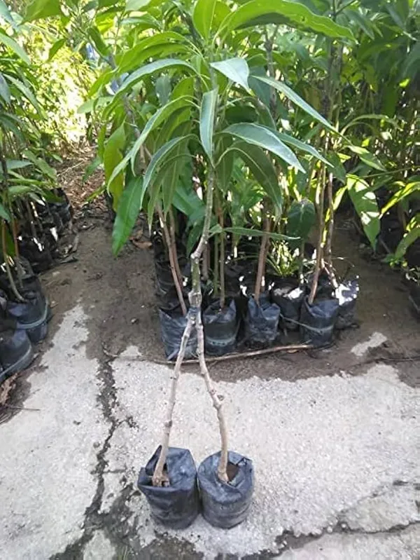 Sweet_Thai_King_Of_Chakapat_Grafted_Mango_Plant
