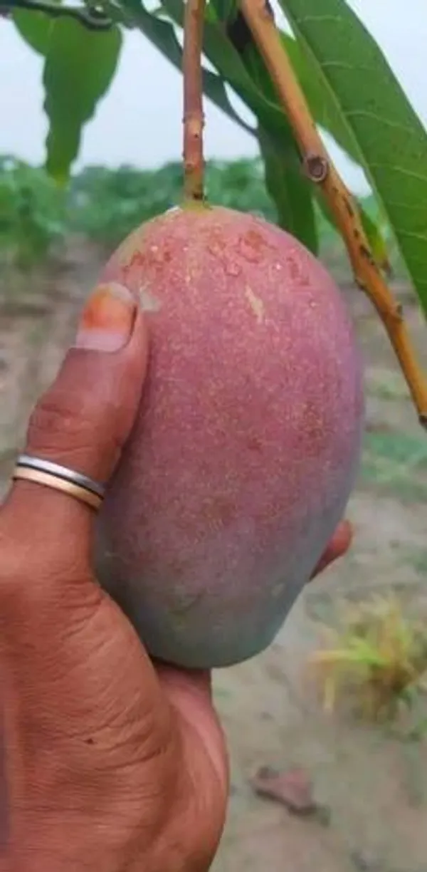 Taiwan_Red_Mango_Plant