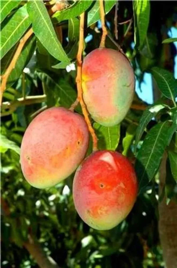 Taiwan_Red_Mango_Plant