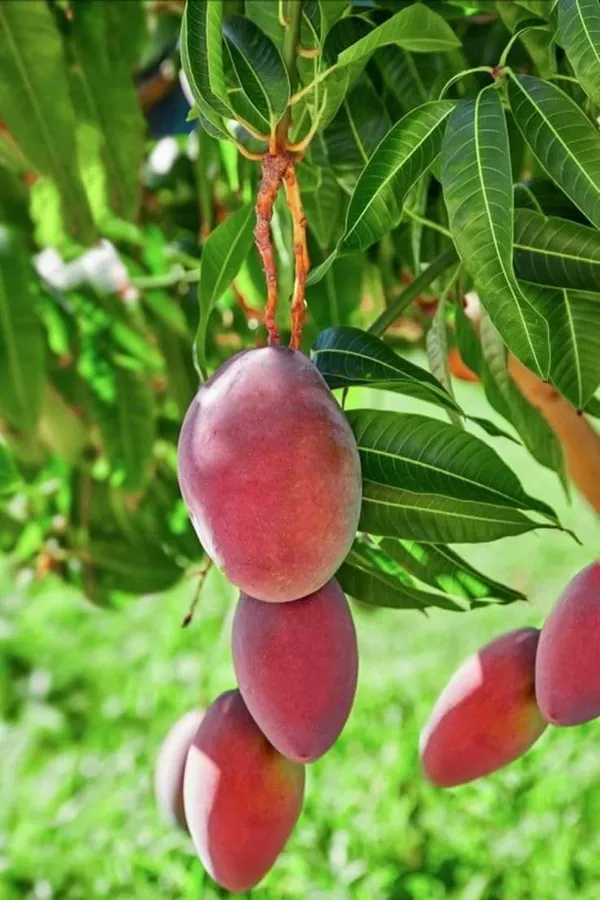 Taiwan_Red_Mango_Plant