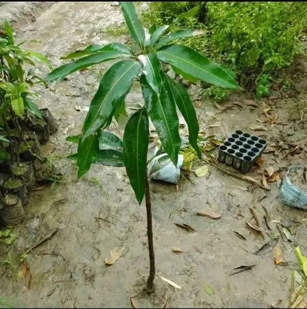 Taiwan_Red_Mango_Plant