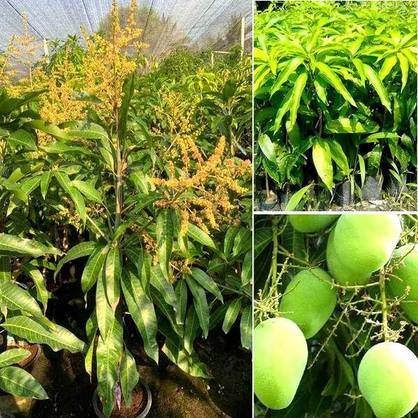 Thai_All_Time_Mango_Grafted_And_Hybrid_Plants