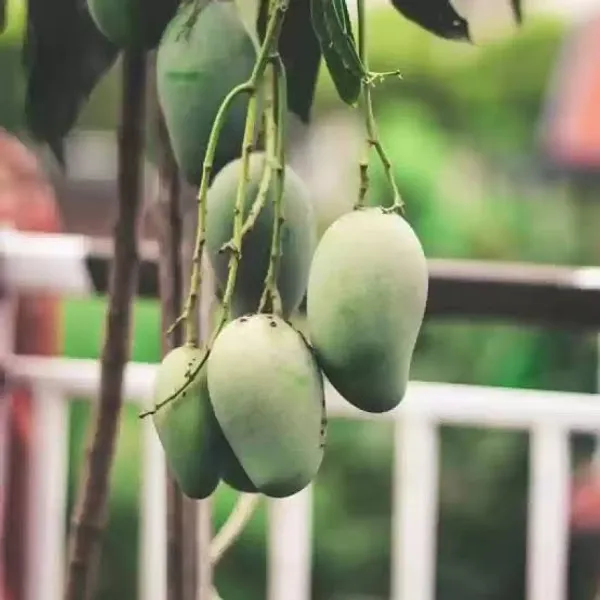 Thai_All_Time_Mango_Grafted_And_Hybrid_Plants