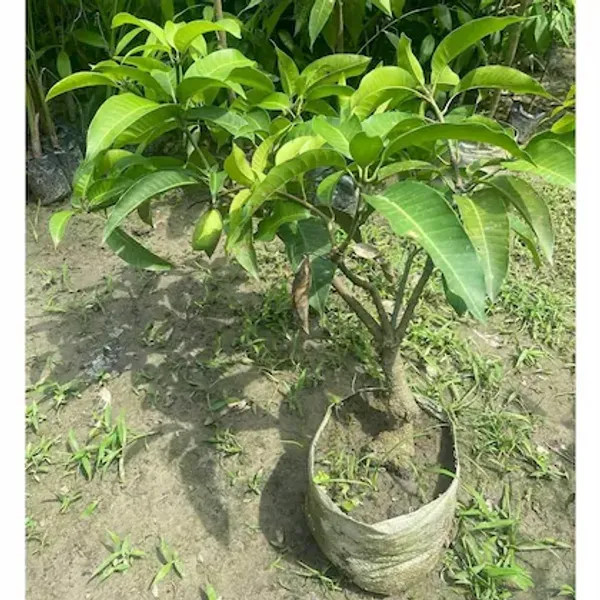 Thai_All_Time_Mango_Grafted_And_Hybrid_Plants