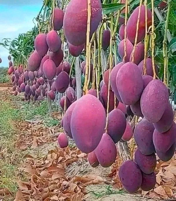 Thai_Tommy_Atkins_Mango_Plant
