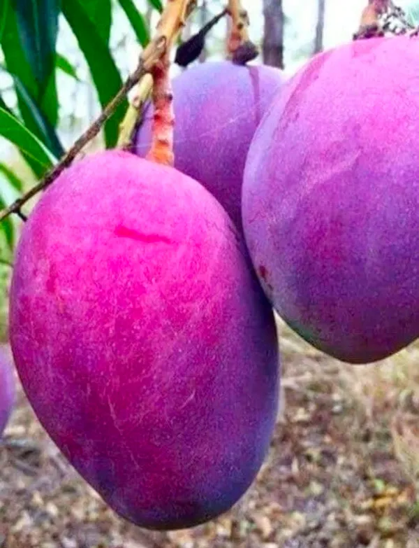 Thai_Tommy_Atkins_Mango_Plant
