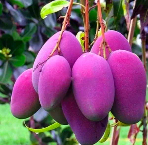 Thai_Tommy_Atkins_Mango_Plant