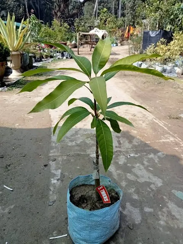 Thai_Tommy_Atkins_Mango_Plant