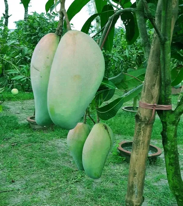 Thailand_Q_Jai_Mango_Hight_3_Fit