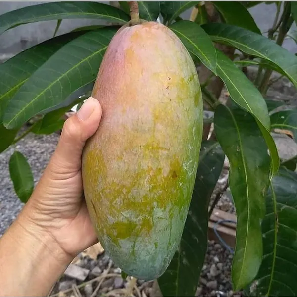 Thailand_Q_Jai_Mango_Hight_3_Fit
