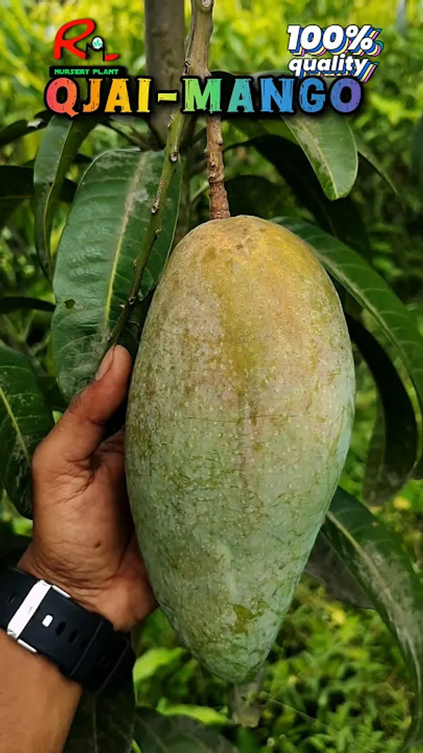 Thailand_Q_Jai_Mango_Hight_3_Fit