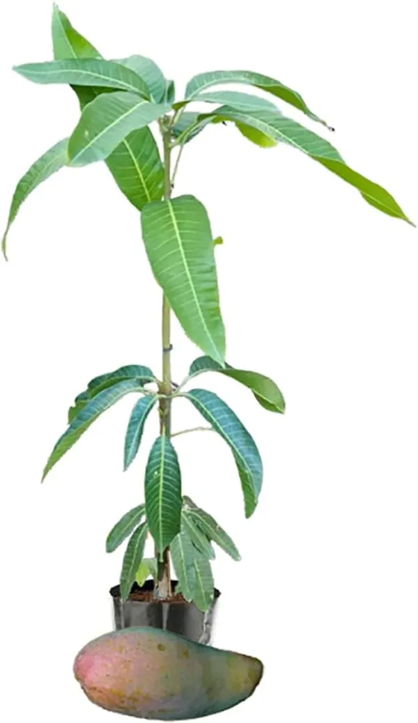 Thailand_Q_Jai_Mango_Hight_3_Fit
