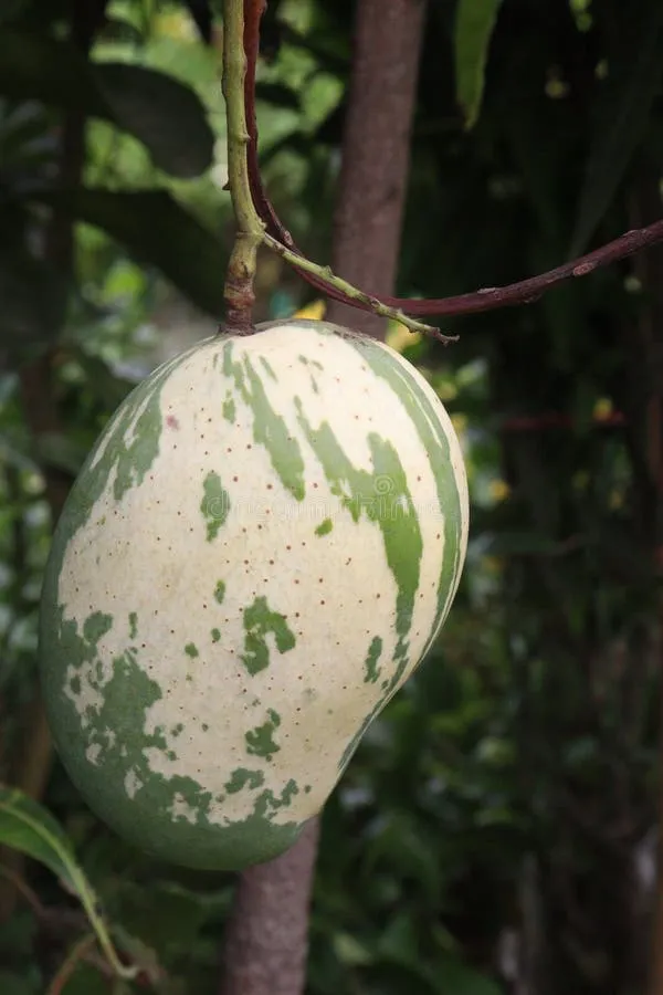 Variegated_Mango_Plant_Fruit_Plant_Grafted_Height_3_Feet