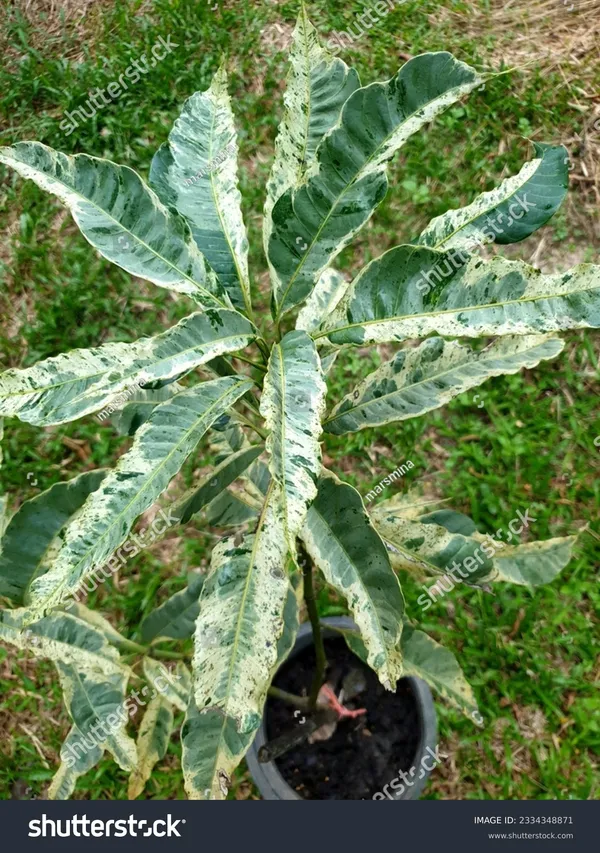 Variegated_Mango_Plant_Fruit_Plant_Grafted_Height_3_Feet