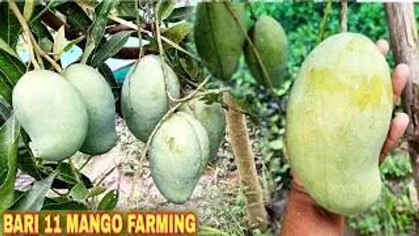 Bari_11_Mango_Plant