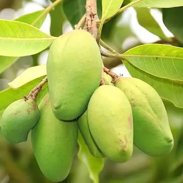 Bari_11_Mango_Plant