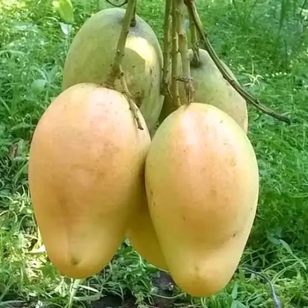 Bari_11_Mango_Plant