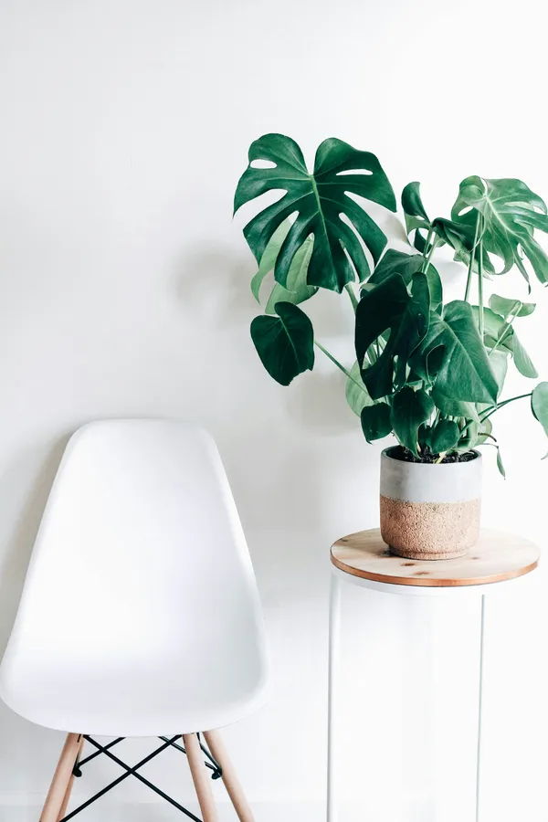 Monstera_Deliciosa_Indoor_Plant_With_Split_Leaves