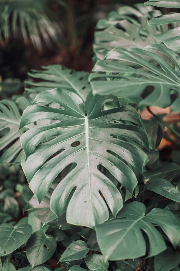 Monstera_Deliciosa_Indoor_Plant_With_Split_Leaves