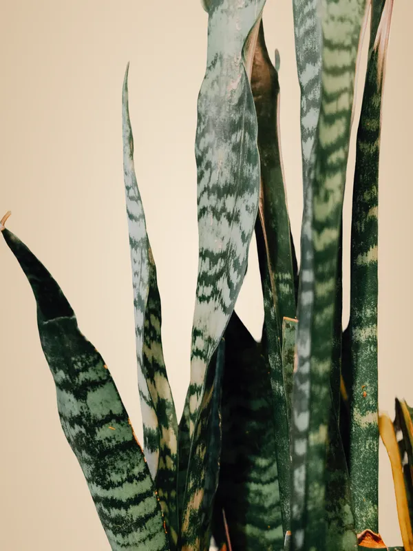 Sansevieria_Snake_Plant,_Indoor_Air_Purifying_Green_Plant_With_Variegated_Leaves