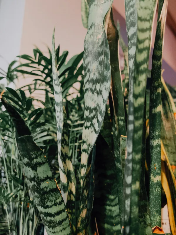 Sansevieria_Snake_Plant,_Indoor_Air_Purifying_Green_Plant_With_Variegated_Leaves