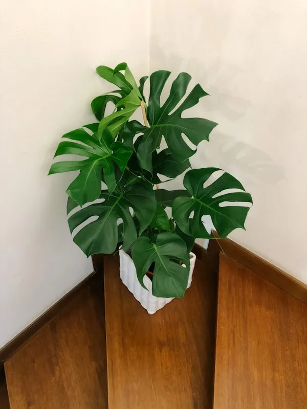 Monstera_Deliciosa_Indoor_Plant_With_Split_Leaves