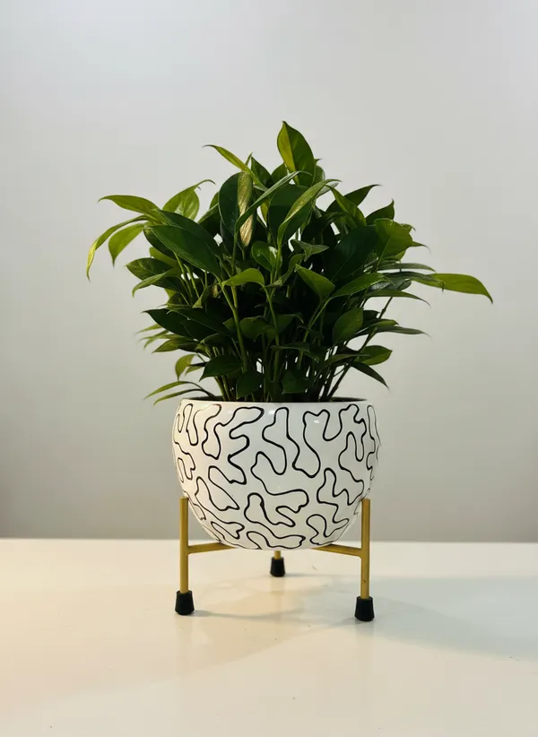 Modern_Abstract_Line_Print_Planter_With_Gold_Metal_Stand