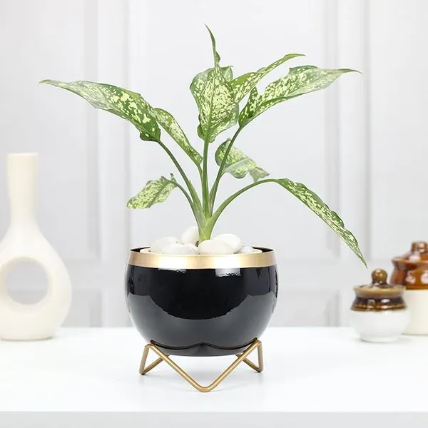 Modern_Solid_Black_Bowl_Planter_With_Gold_Metal_Stand