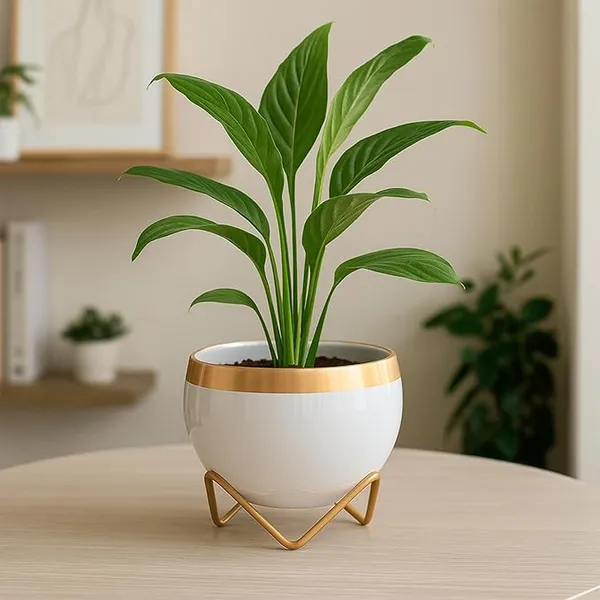Metal_Modern_Gold_Rim_White_Bowl_Indoor_Planter_Stand