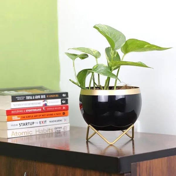 Modern_Solid_Black_Bowl_Planter_With_Gold_Metal_Stand