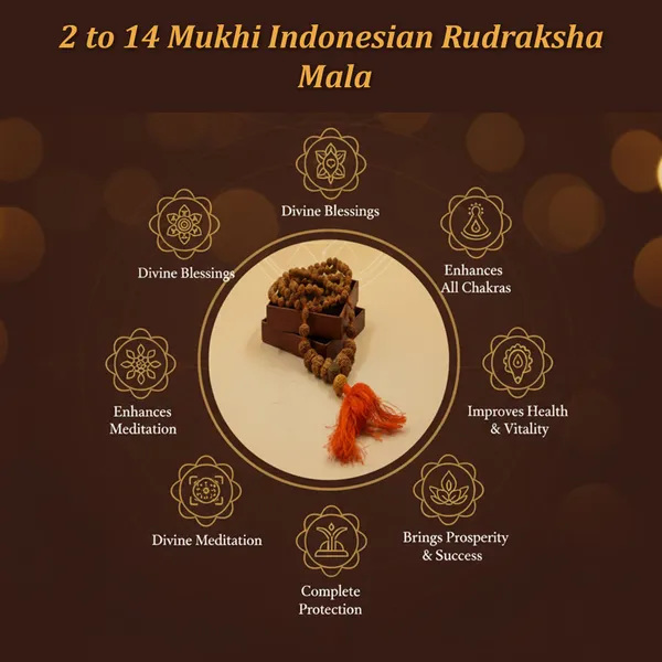 2_To_14_Mukhi_Indonesian_Rudraksha_Mala