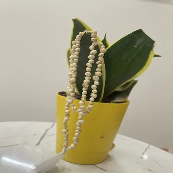 White_Chirmi_Gunja_Mala_For_Unisex