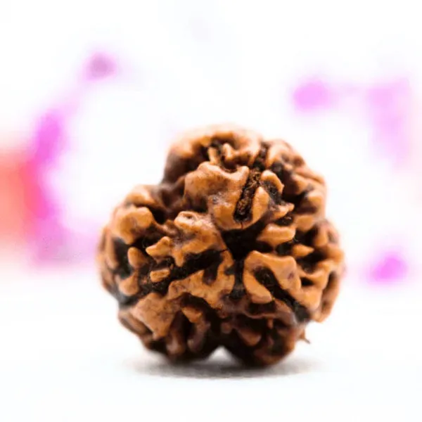 3_Mukhi_Siddhi_Rudraksha_With_Silver_Cap