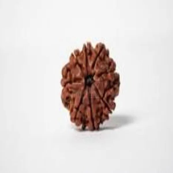 8_Mukhi_Siddhi_Rudraksha_With_Silver_Cap