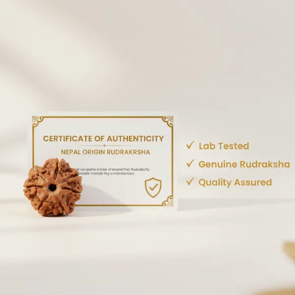Nepal_Origin_7_Mukhi_Rudraksha