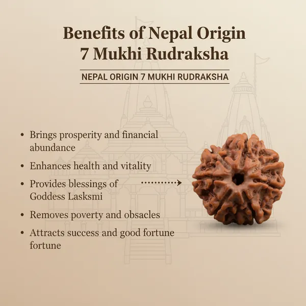 Nepal_Origin_7_Mukhi_Rudraksha