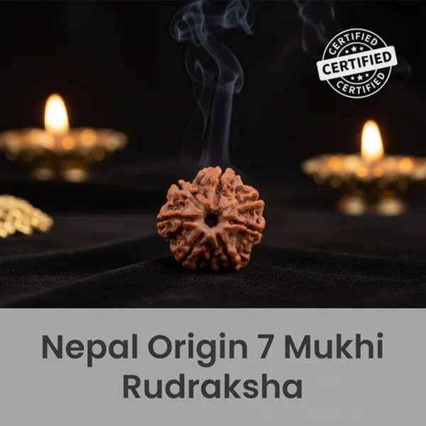 Nepal_Origin_7_Mukhi_Rudraksha