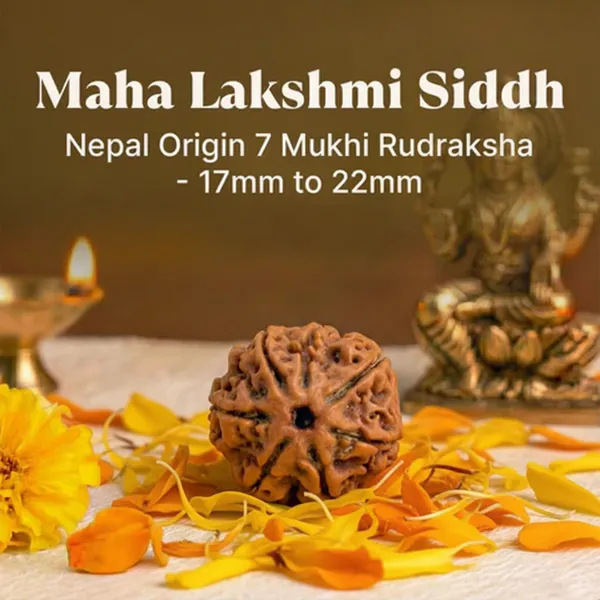 Maha_Lakshmi_Siddhi_Nepal_Origin_7_Mukhi_Rudraksha
