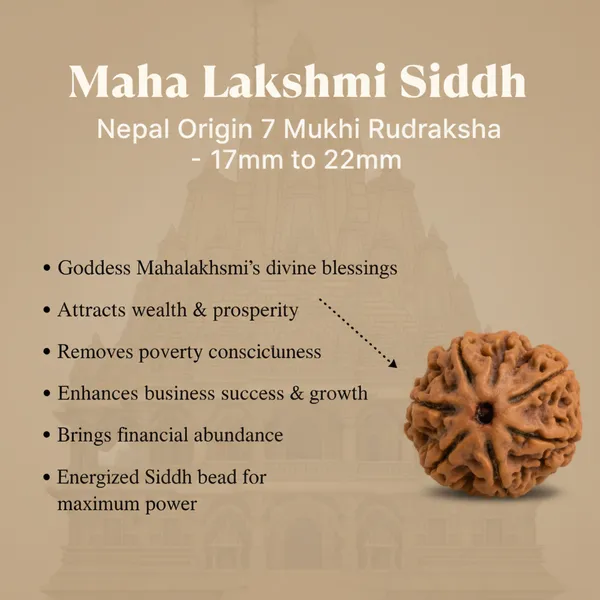 Maha_Lakshmi_Siddhi_Nepal_Origin_7_Mukhi_Rudraksha
