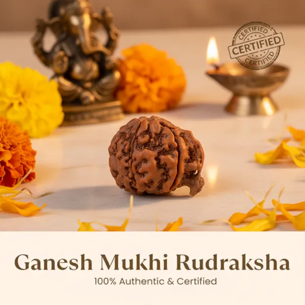 Nepal_Origin_Ganesh_Mukhi_Rudraksha
