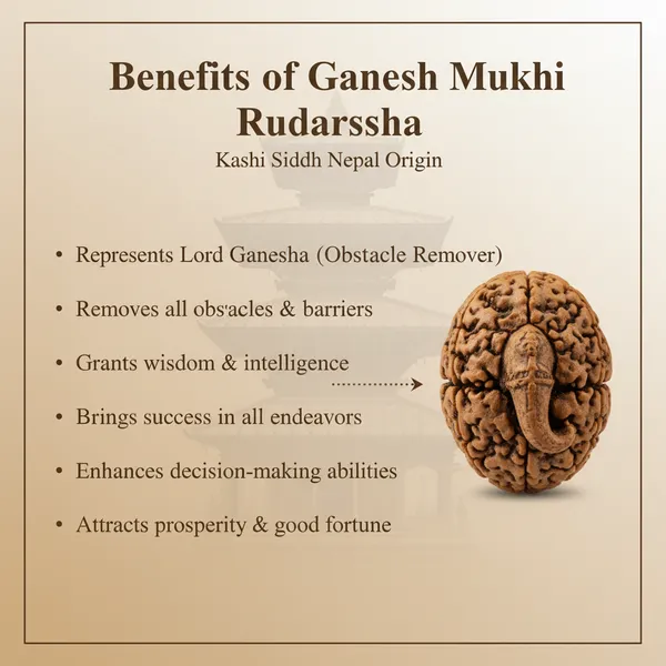 Kashi_Siddh_Nepal_Origin_Ganesh_Mukhi_Rudraksha