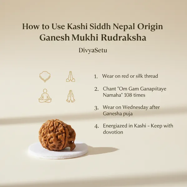 Kashi_Siddh_Nepal_Origin_Ganesh_Mukhi_Rudraksha