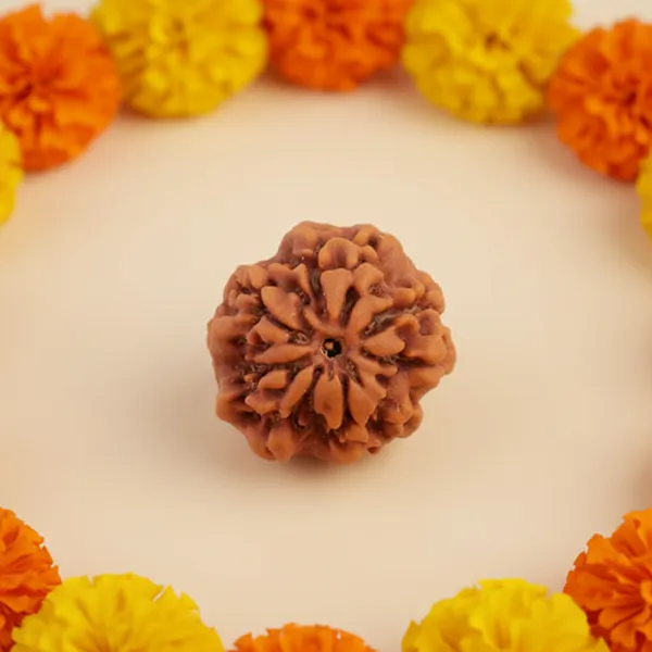 Nepal_Origin_Nirakar_Rudraksha