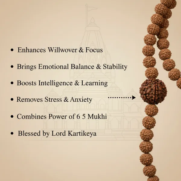 6_Mukhi_Rudraksha_Bead_In_5_Mukhi_Rudraksha_Mala