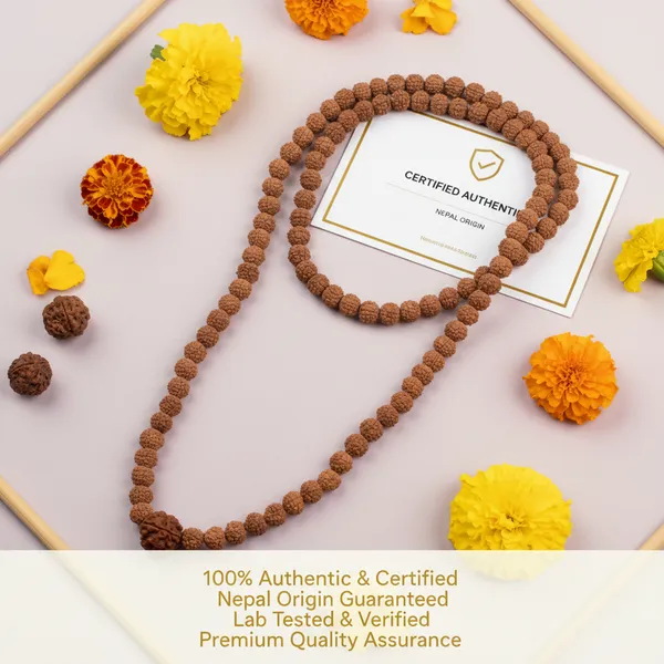 3_Mukhi_Rudraksha_Bead_In_5_Mukhi_Rudraksha_Mala
