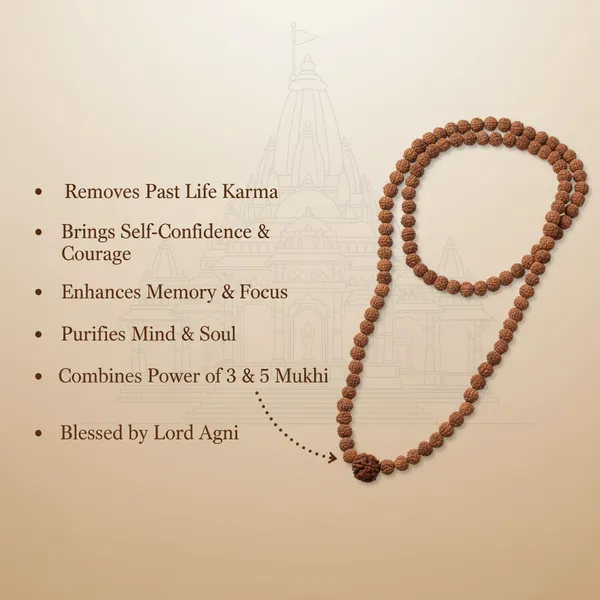 3_Mukhi_Rudraksha_Bead_In_5_Mukhi_Rudraksha_Mala